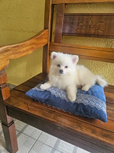 Spitz Alemão Anão e Porte Pequeno