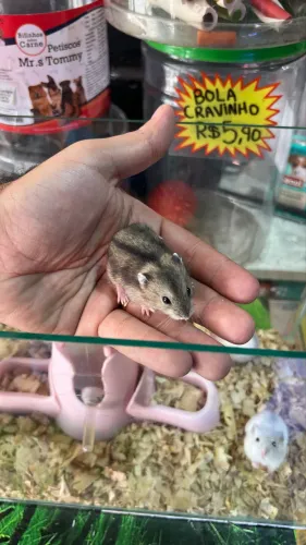 Hamster Anão Russo | Loja física