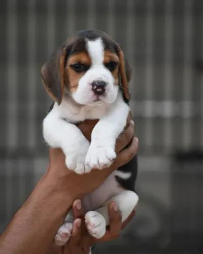 Super lindinho bebê de beagle macho 
