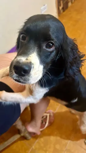 Filhote de cocker spaniel