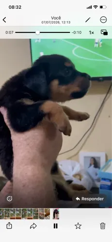 Filhotes fêmeas de ROTWEILLER