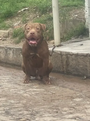 Vendesse pitbull