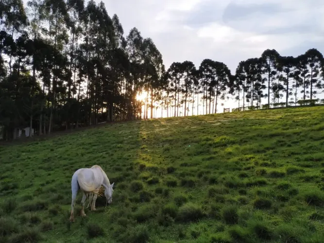 Égua Branca