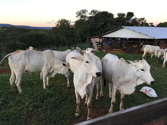 Fazenda 60 hectares valor 3.000.000