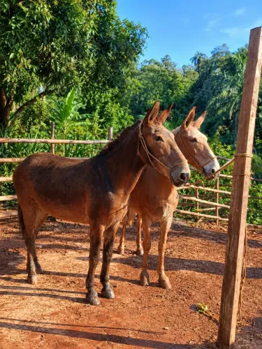 Mula e Burro puro de cela