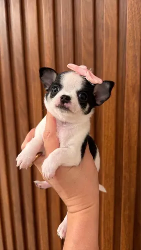 Chihuahua micro de bolso muito bonito