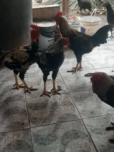Galinhas e Galos
