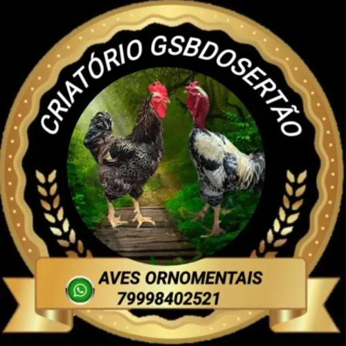 Galinha Gsb 