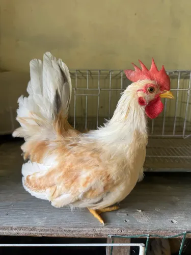 Frango Nagasaki