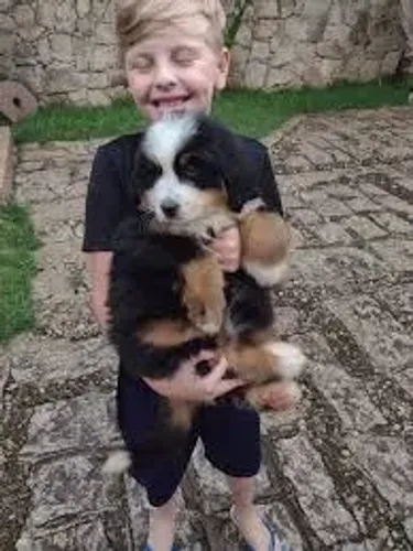 bernese Gigante de coração mole