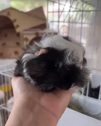 Porquinho da Índia Peruano