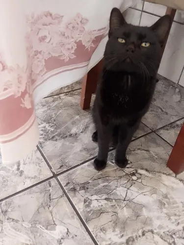Doação gato preto macho 