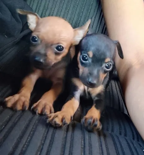 CACHORRO PINCHER 1