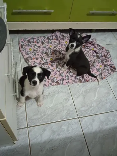 Filhotes de Border Collie