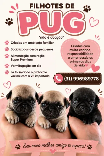 Filhotes da raça PUG