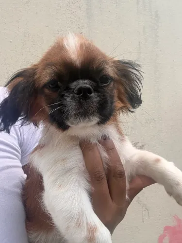 Cachorro Pequinês