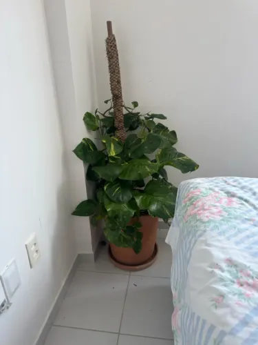 Planta