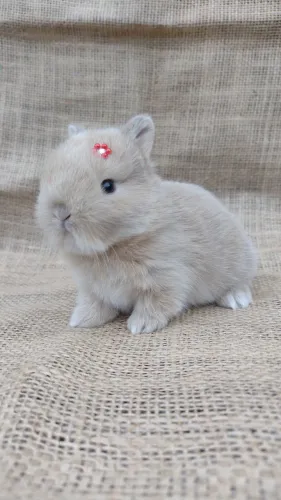 Netherland dwarf linhagem importada ANÃO