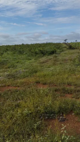 Fazenda 202 Alqueires 120 de pasto só 79 mil por alqueires 