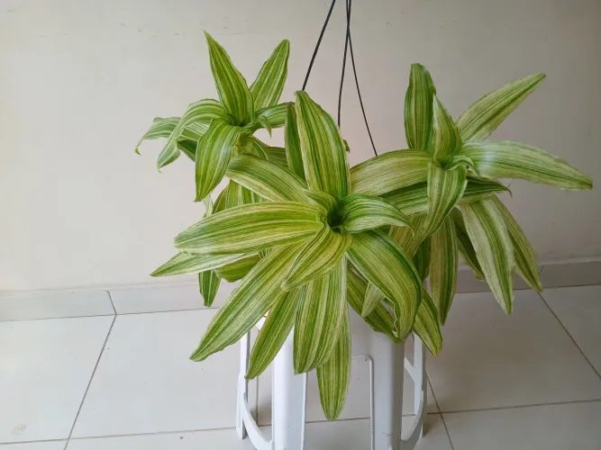 Planta Calisia Fragrans Variegata.
