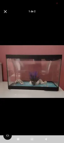 Aquário beteira