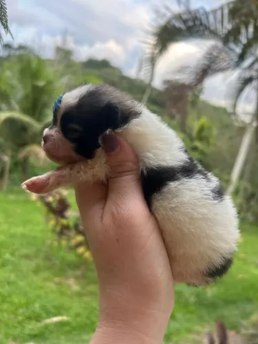 Lulu da Pomerânia - Spitz Alemão Mini