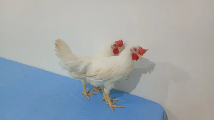 2 Galos jovens da raça Leghorn