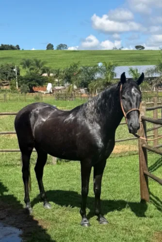 Vendo cavalo mangalarga marchador registrado