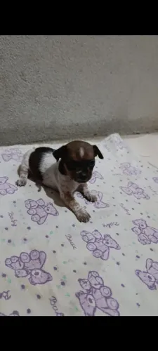 Pinscher fêmea pequenininha