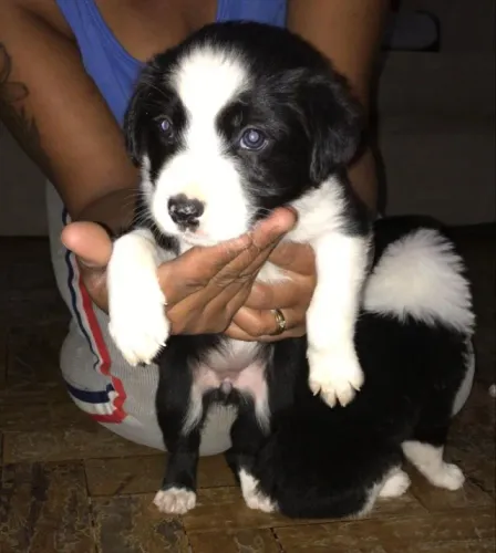 Border collie obediente e agil 