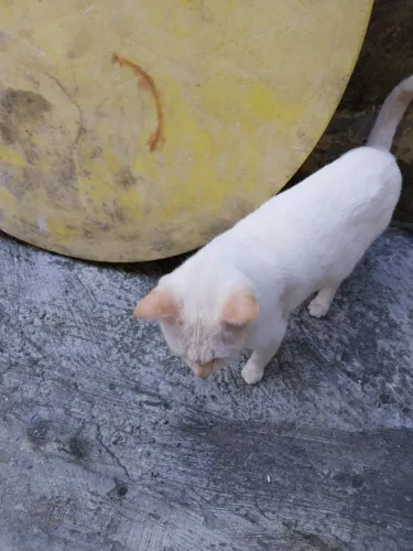 Gato Adoção.
