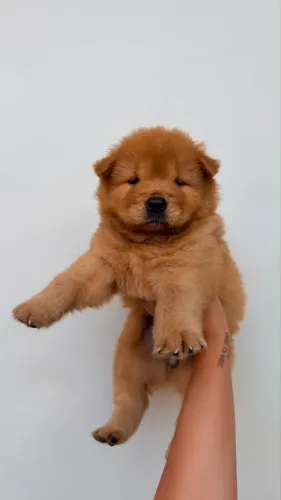 Fêmeas de Chow Chow disponíveis!