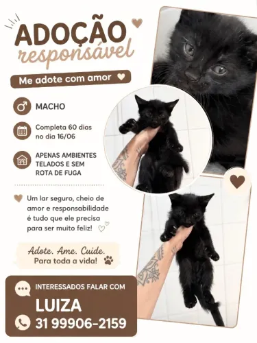 Gato