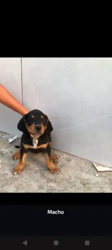 Vende-se filhote de Rottweiler