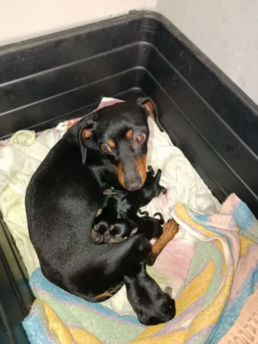 Cachorro Pincher 