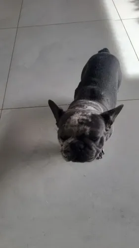 Cães de raça pequena 