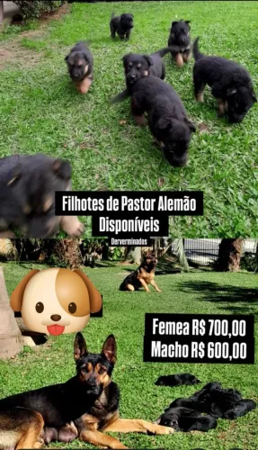 Filhotes pastor alemão