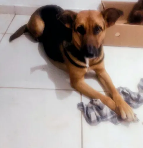 Doação cachorra