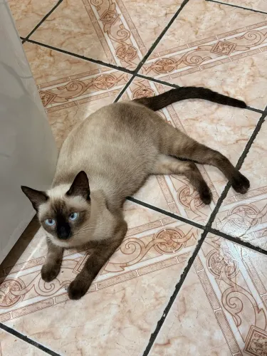 Doação de Gata
