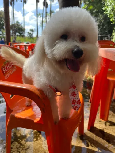 Procuro namorada poodle