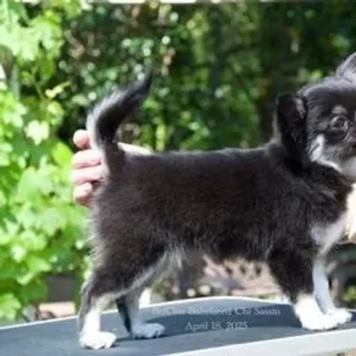 Chihuahua,Chihuahua Filhote Pequeno, Vacinado e Vermifugado com Todo Cuidado