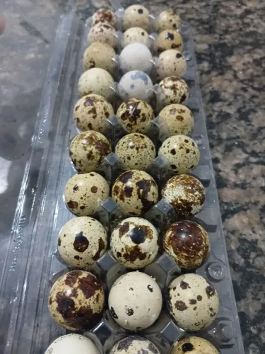 Ovos fértil codorna gigante disponível