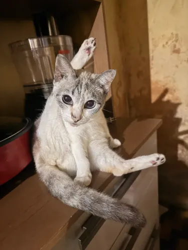 Gatas lindas castradas ou com castração garantida