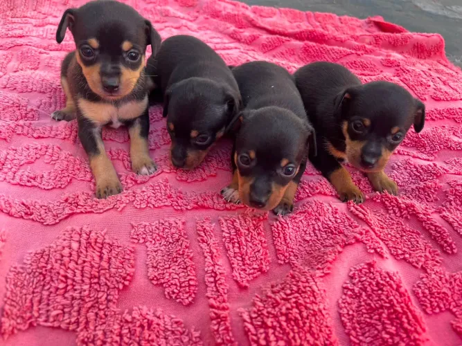 Filhote Pinscher
