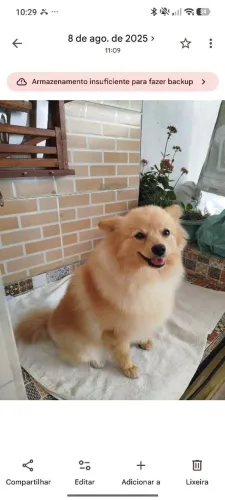 Spitz (Raposinha)