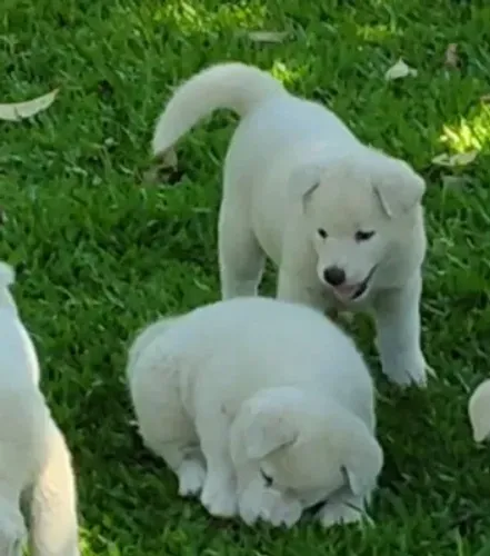 Filhotes Akita inu