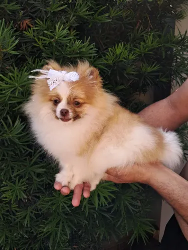 Spitz alemao anao/ lulu da pomerania femia