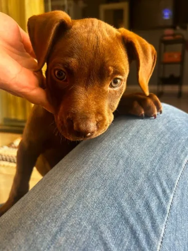 Pitbull fêmea vermífugada