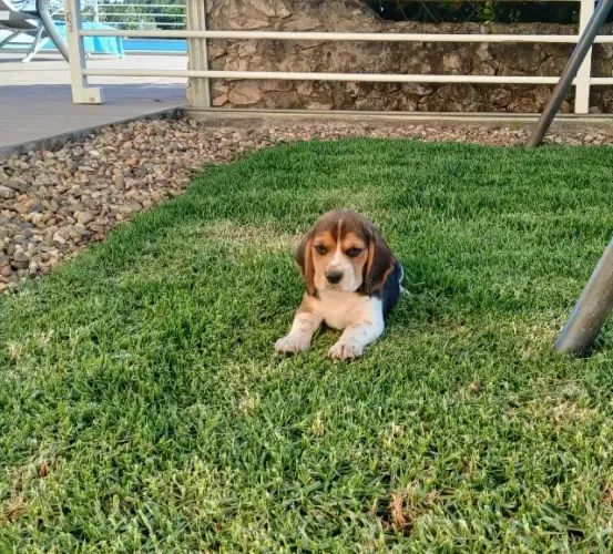 Beagle Mini: Um Companheiro Alegre para Sua Família -