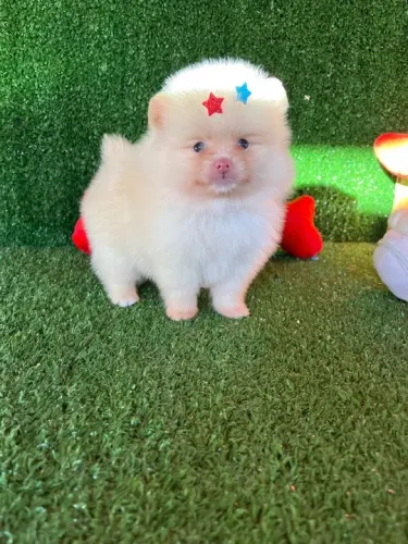 Lulu da pomerania anão filhotes